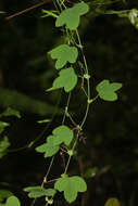 Image of pineland passionflower