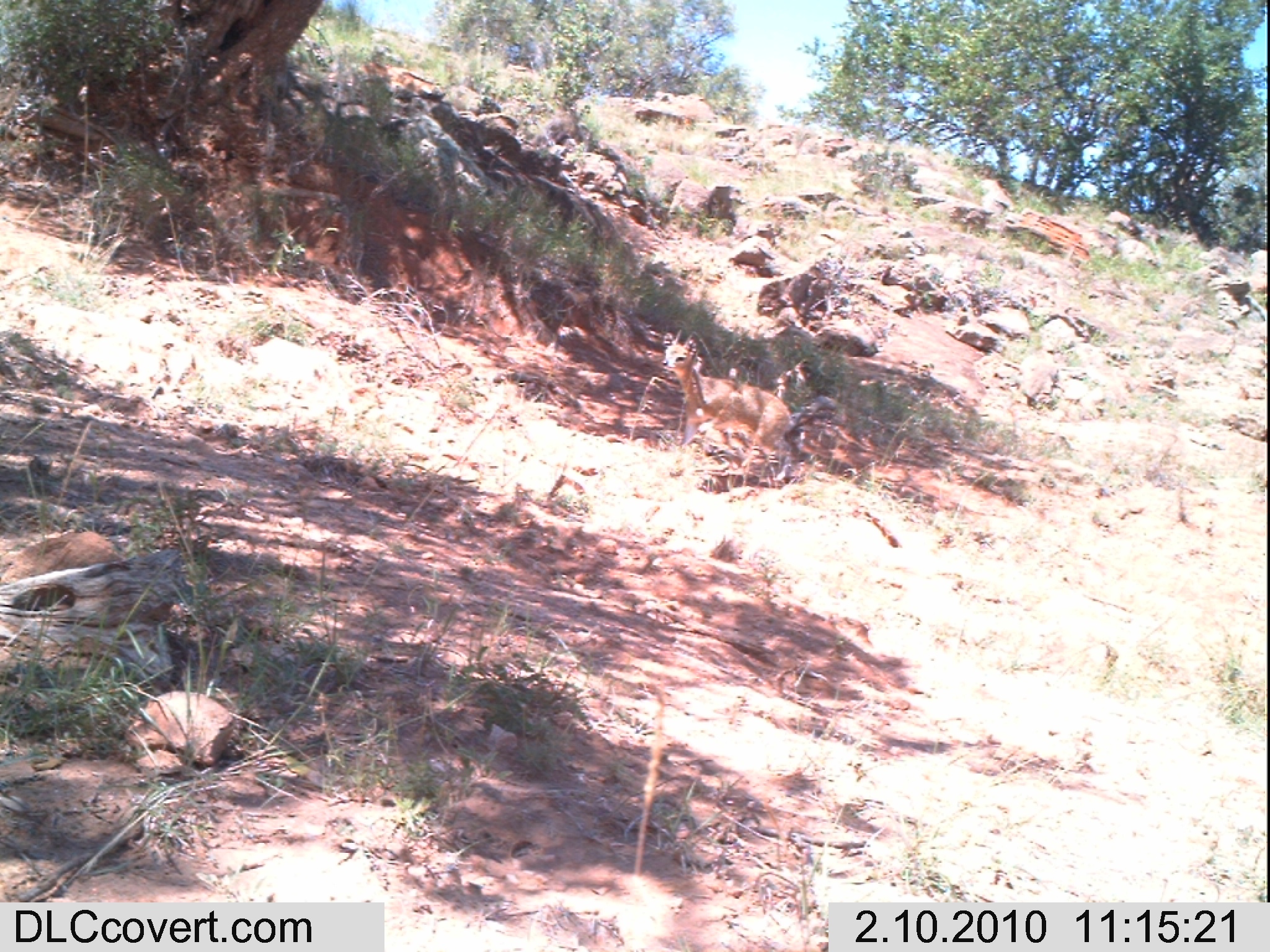 Image of Cape Klipspringer