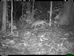 Image of Giant Armadillo