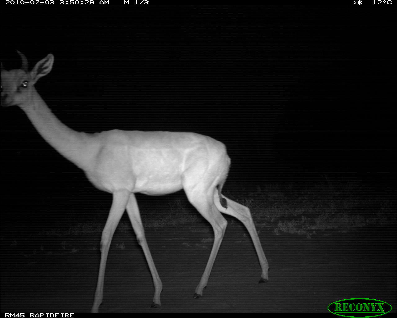 Image of Gerenuk