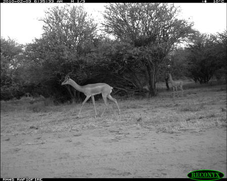 Image of Gerenuk