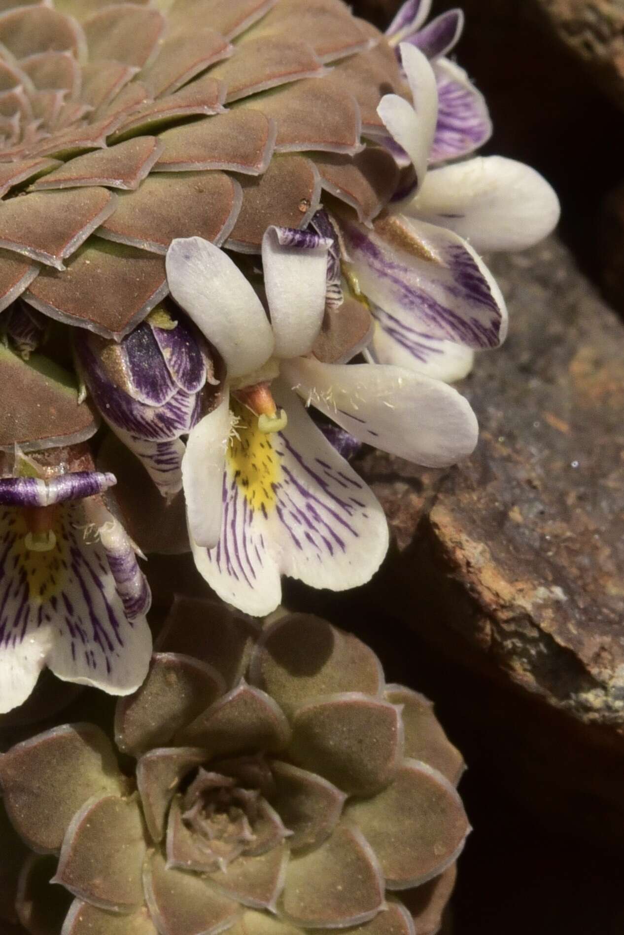 Image of Viola pachysoma