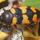 Image of Castiarina ovata (Barker 1979)