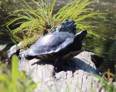 Image of Florida Cooter