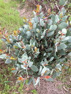 Arctostaphylos viscida subsp. viscida resmi