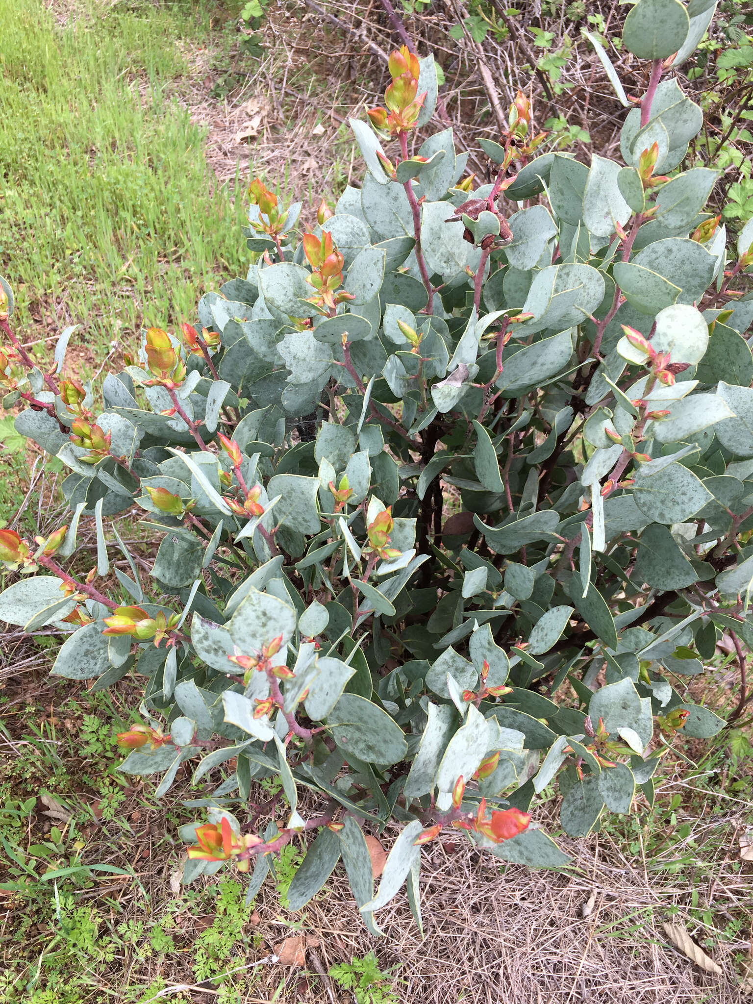 Arctostaphylos viscida subsp. viscida resmi