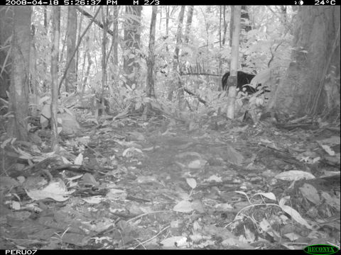 Image of Giant Anteater