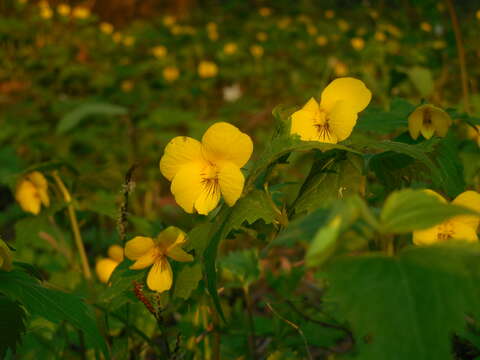 Image of Viola uniflora L.