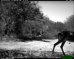 Image of Black-faced Impala