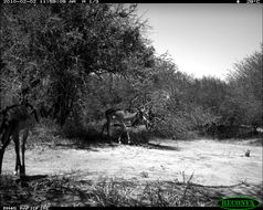 Image of Black-faced Impala