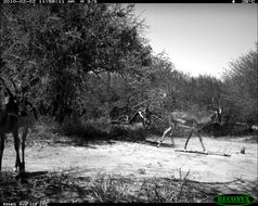 Image of Black-faced Impala