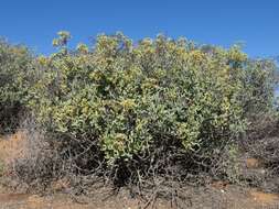 Imagem de Stoeberia frutescens (L. Bol.) E. van Jaarsveld