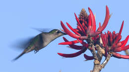 Image of Curve-winged Sabrewing