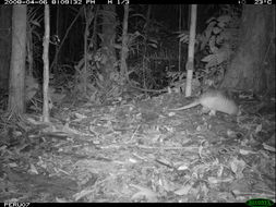 Image of Nine-banded or Greater Long-nosed Armadillo