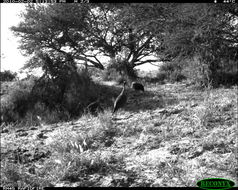 Image of Vulturine Guineafowl