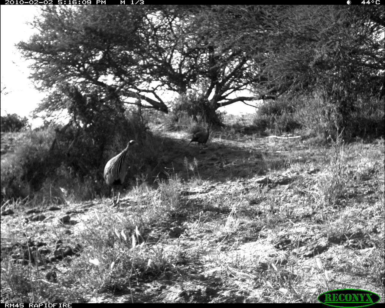 Image of Vulturine Guineafowl