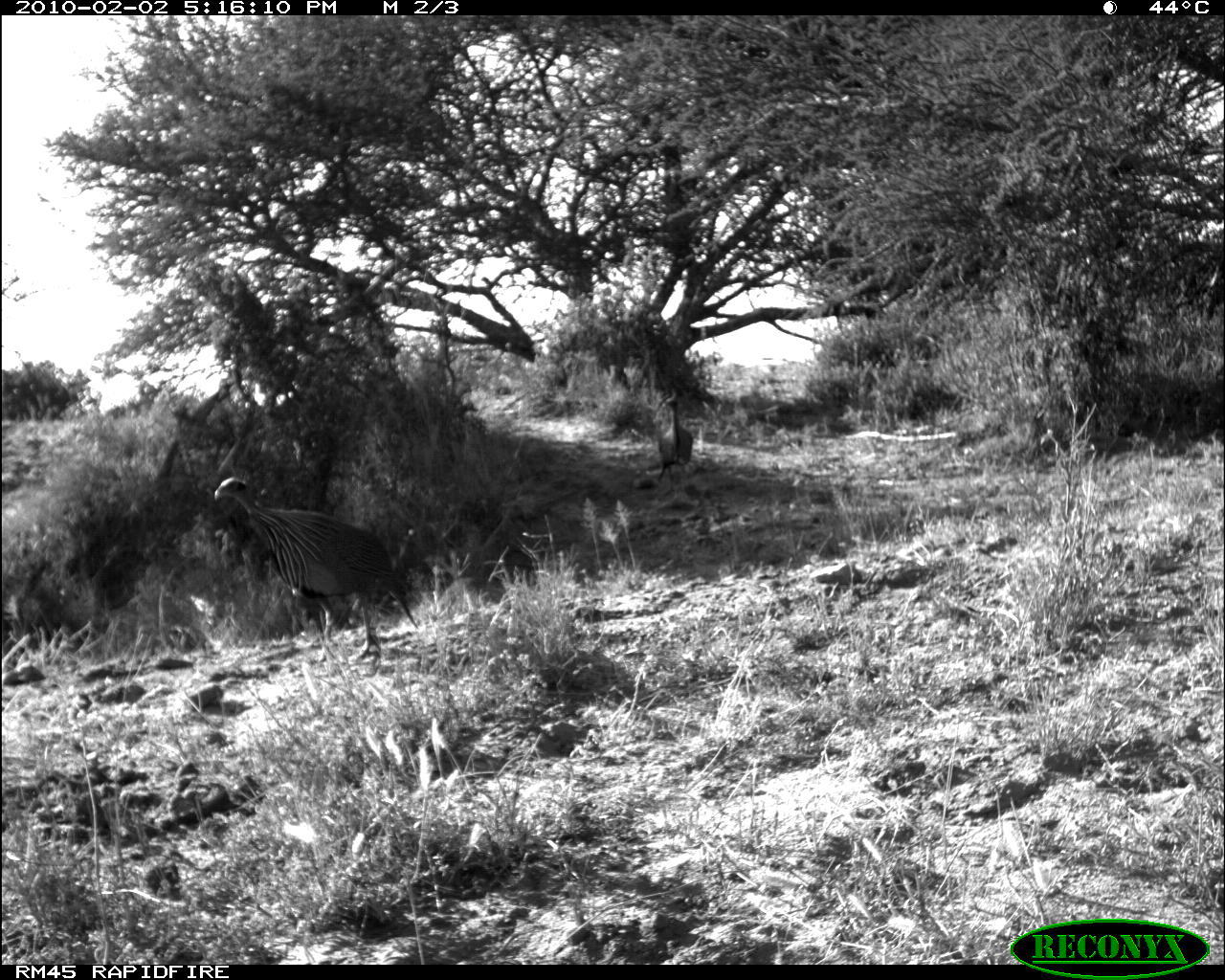 Image of Vulturine Guineafowl