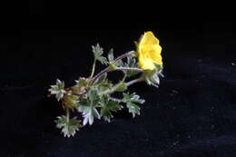 Image of snow cinquefoil