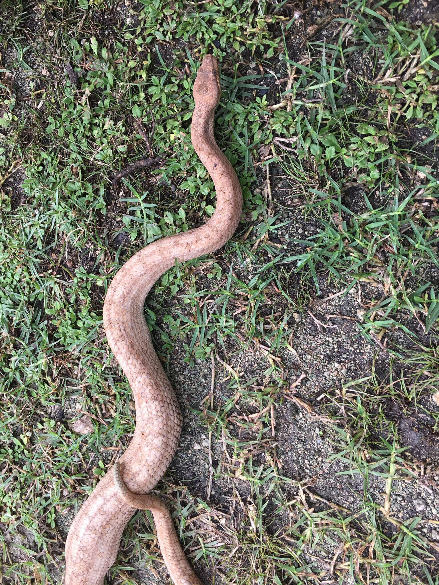 Tropidophis melanurus (Schlegel 1837) resmi