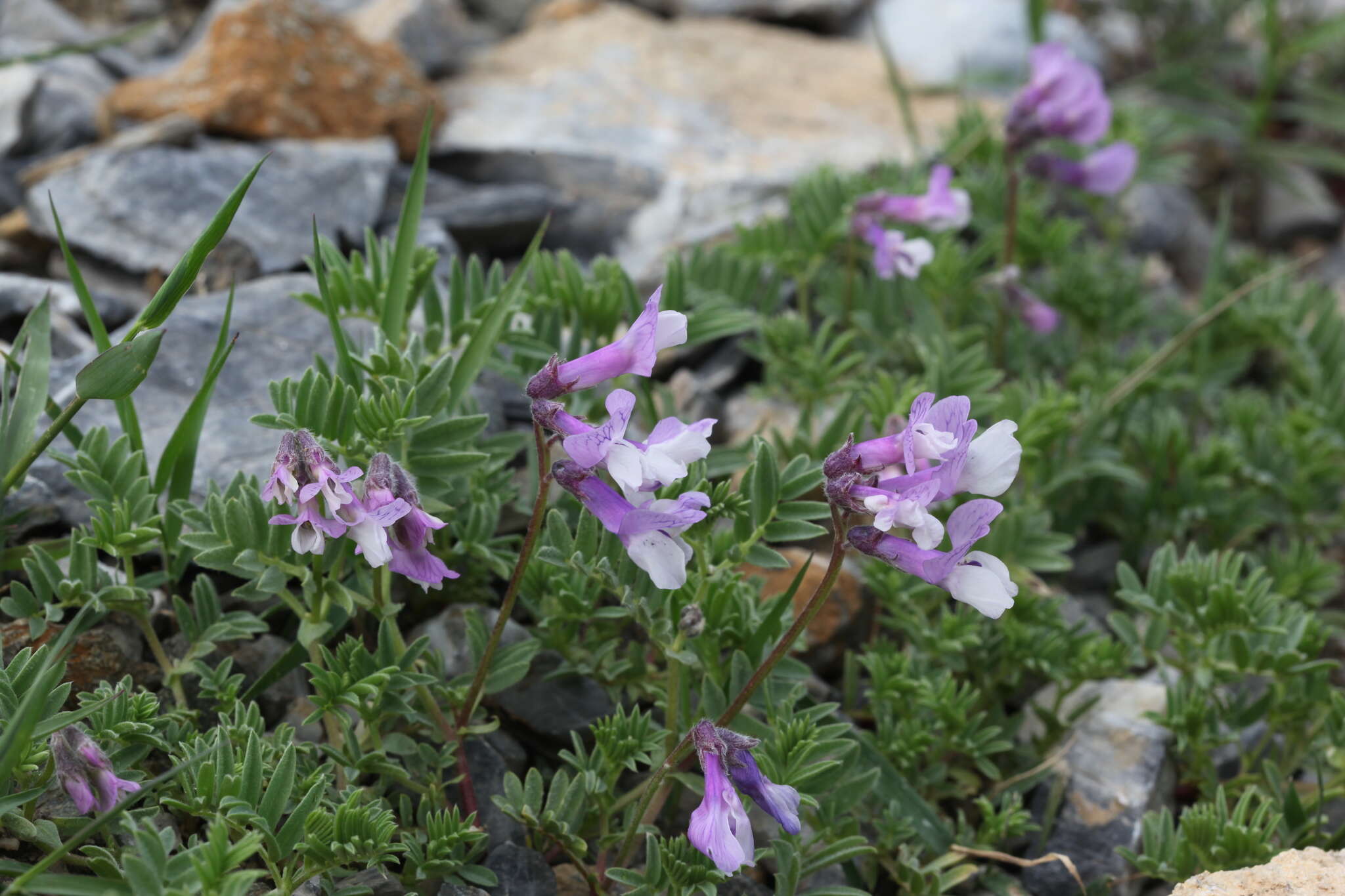 Image de Vicia sosnowskyi Ekvtim.