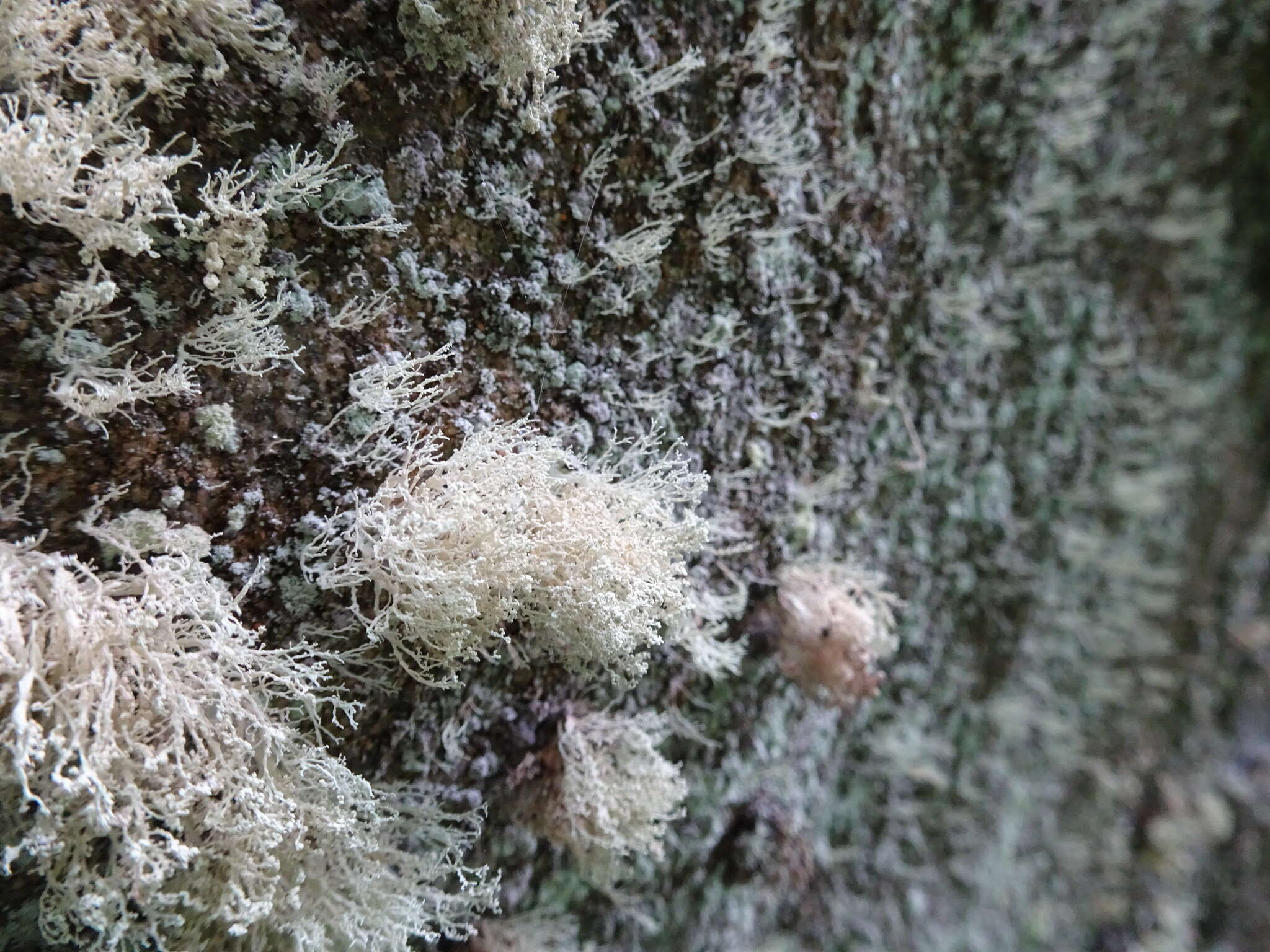 Image of intermediate cartilage lichen