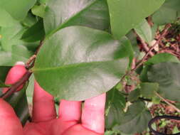 Image of Rose Cactus