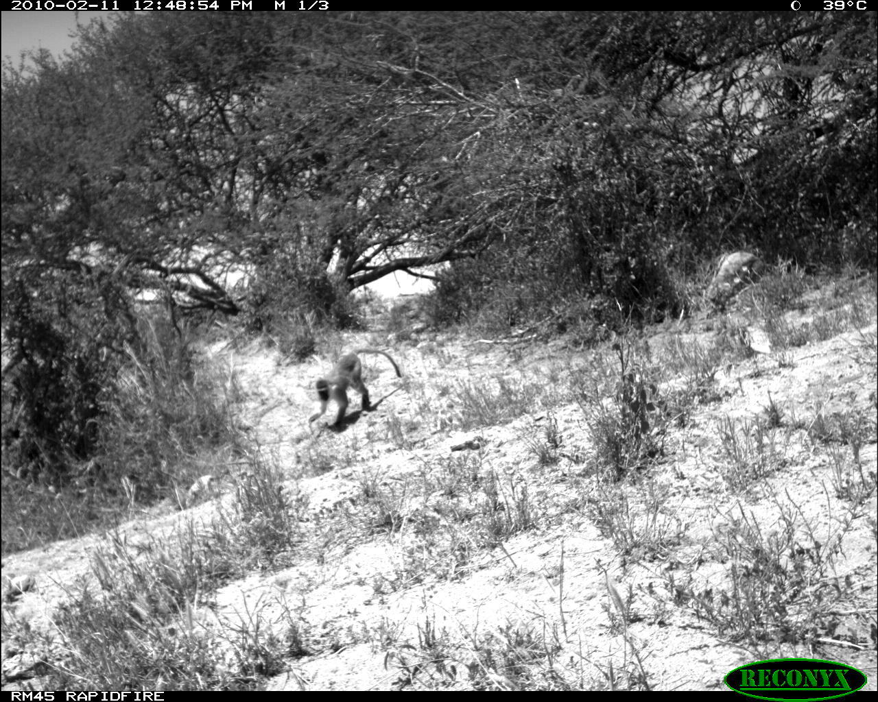 Image of Vervet Monkey