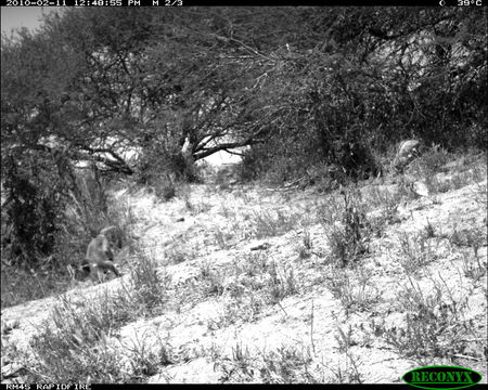 Image of Vervet Monkey