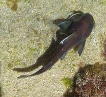 Image of Black seacatfish