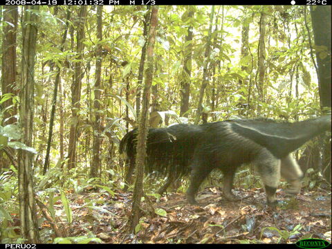 Image of Giant Anteater