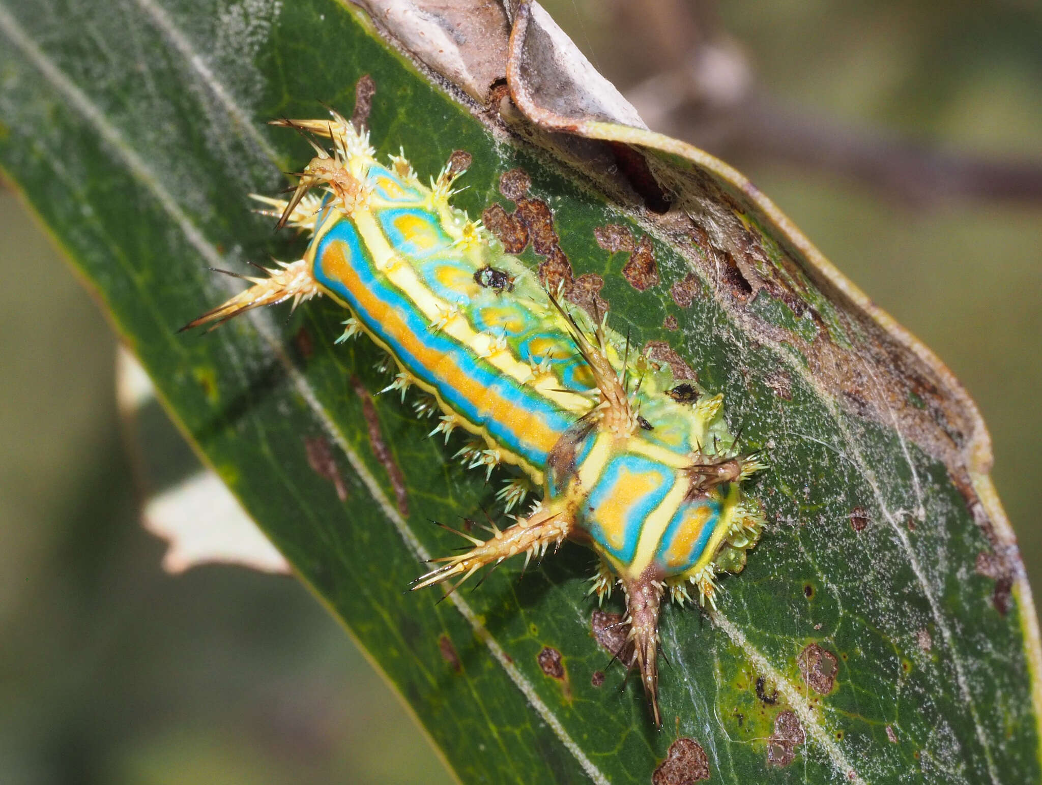 Image of Calcarifera