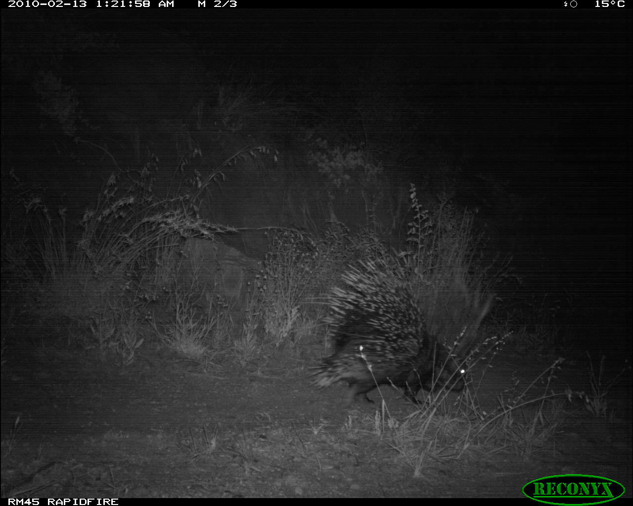 Image of North African crested porcupine