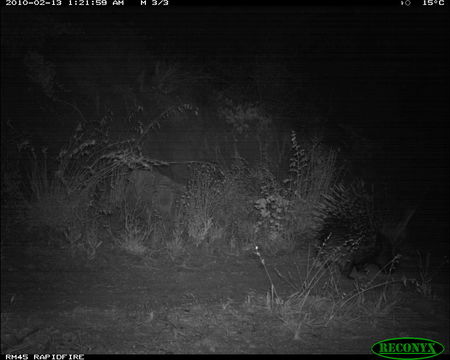 Image of North African crested porcupine