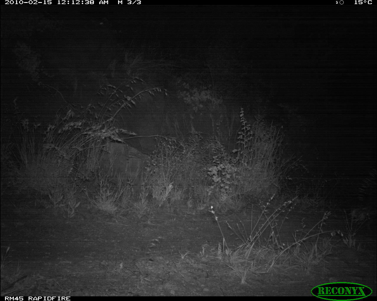 Image of North African crested porcupine