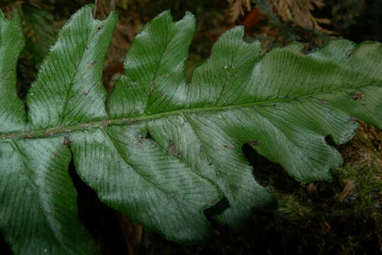 Image of Cranfillia opaca (Mett.) Gasper & V. A. O. Dittrich