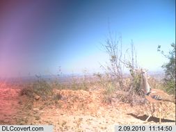 Image of Kori Bustard