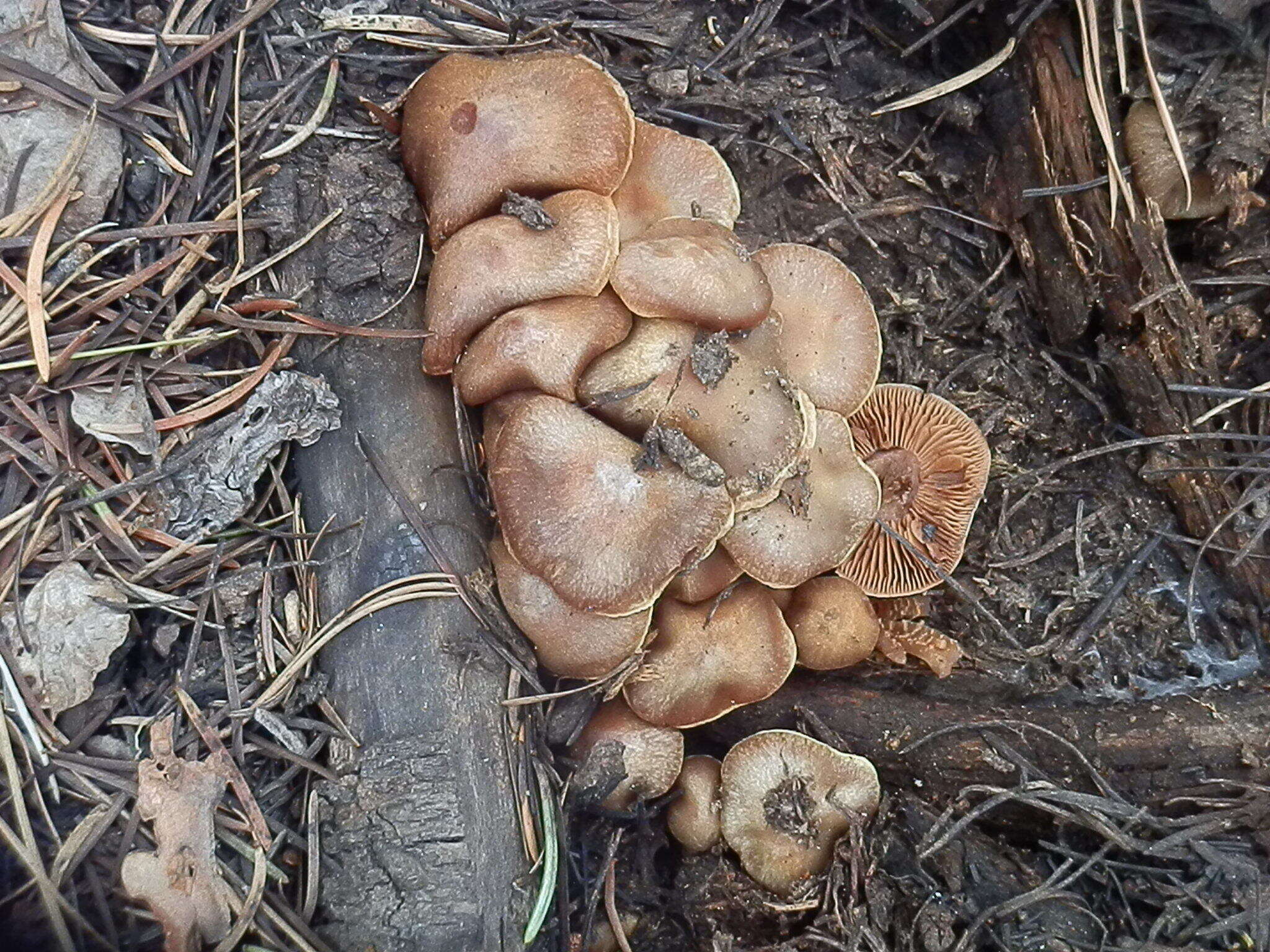 Image of Cortinarius ahsii McKnight 1975