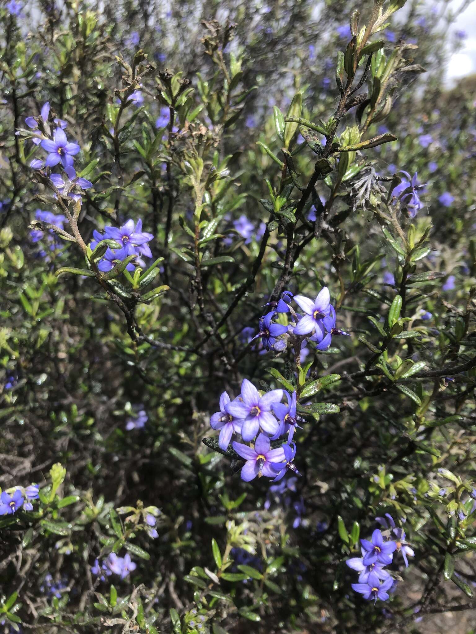 Image of Halgania andromedifolia Behr & F. Müll. ex F. Müll.