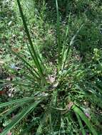 Image de Libertia paniculata (R. Br.) Spreng.