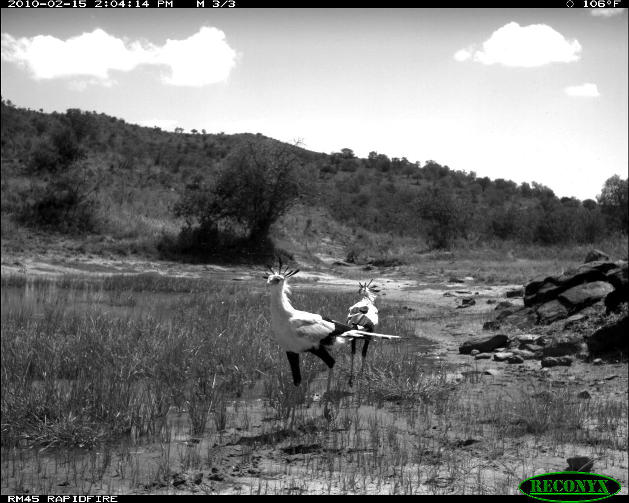 Image of Secretarybird