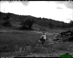 Image of Secretarybird