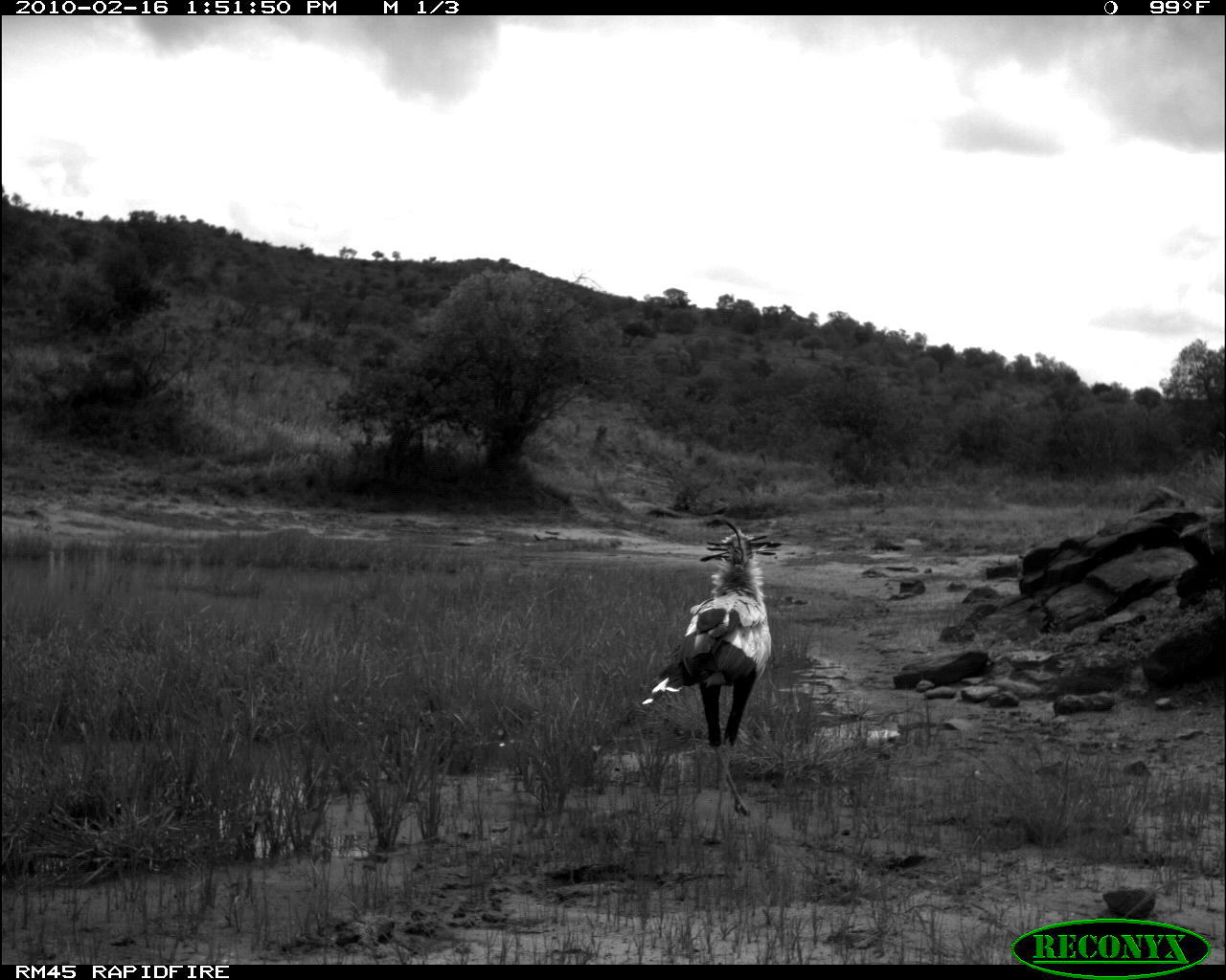 Image of Secretarybird