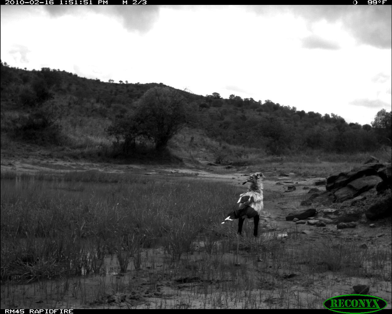 Image of Secretarybird