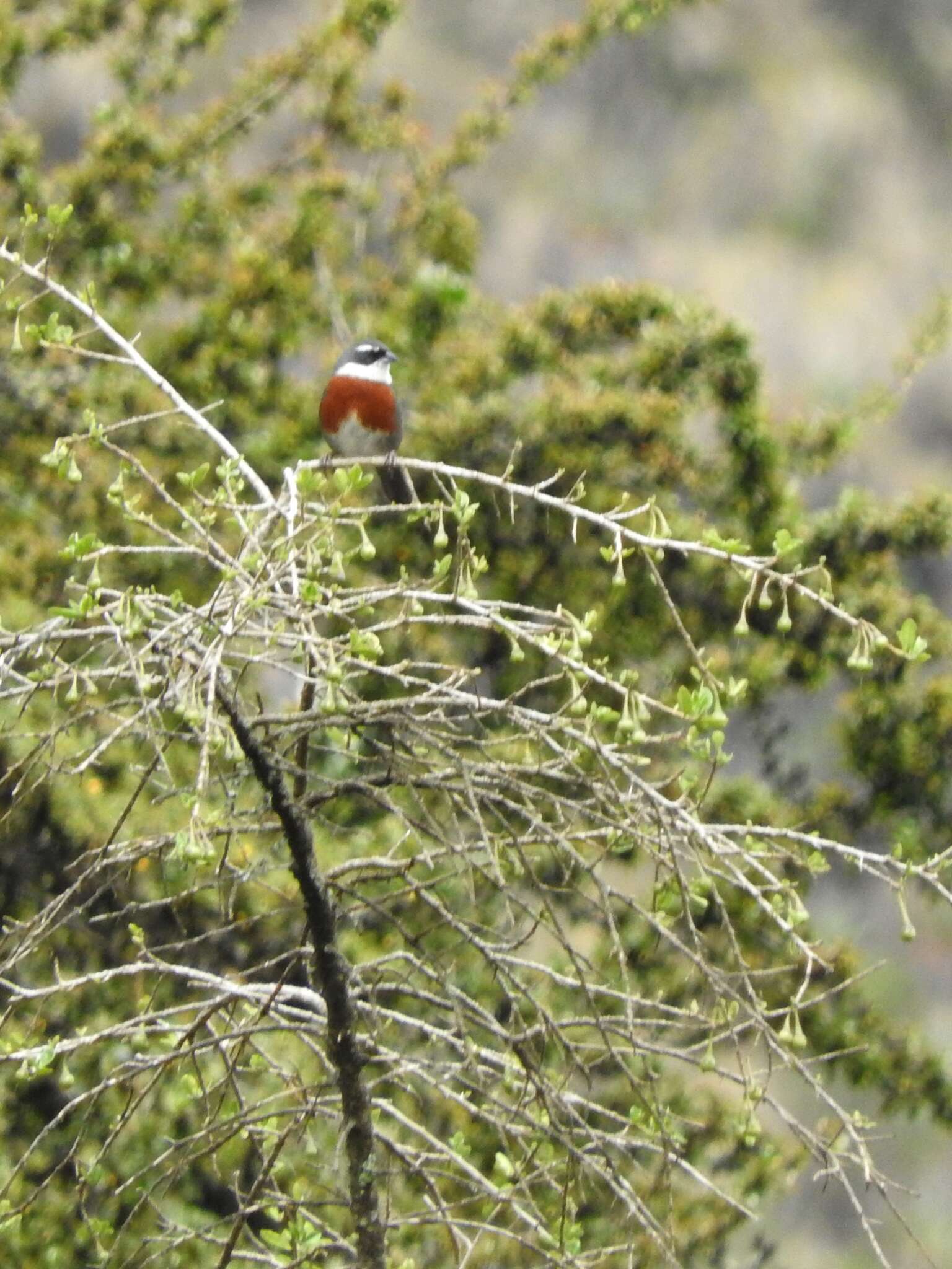 Image of Chestnut-breasted Mountain Finch