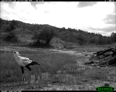 Image of Secretarybird