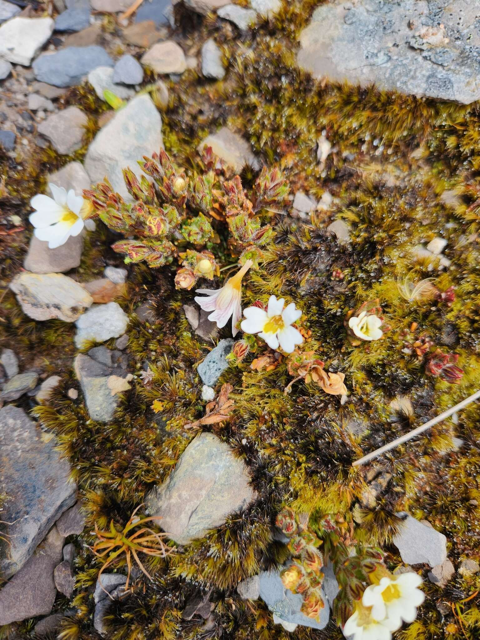 Imagem de Euphrasia townsonii Petrie