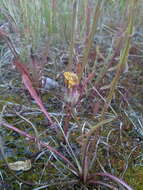 صورة Taraxacum croceum Dahlst.