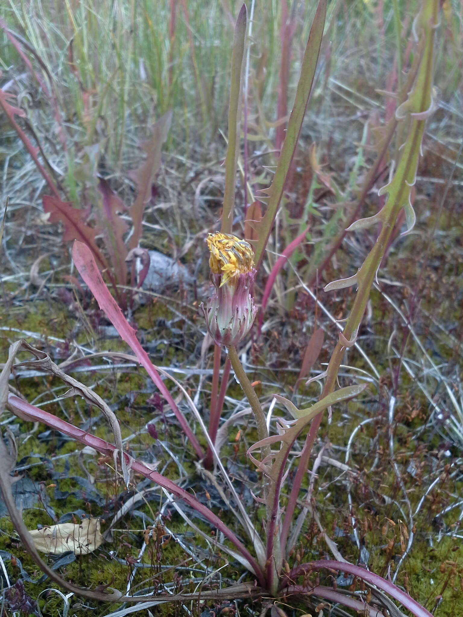 صورة Taraxacum croceum Dahlst.