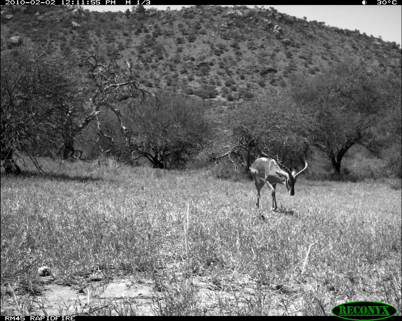 Image of Black-faced Impala