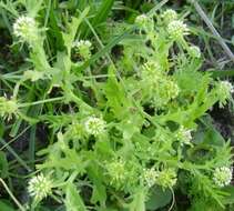 Image de Acicarpha tribuloides Juss.